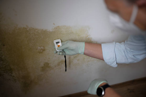 Office Mold Removal Services in Bloomsburg, PA