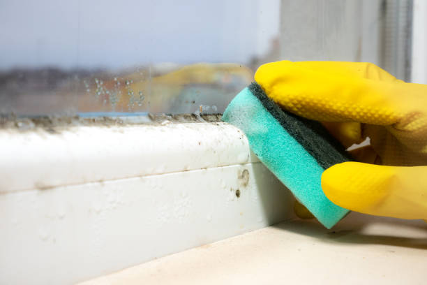 Trusted Bloomsburg, PA Mold Removal Experts