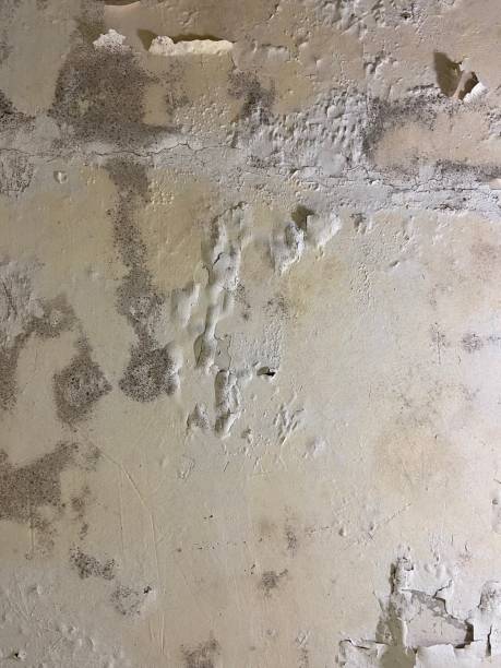 Professional Mold Removal in Bloomsburg, PA