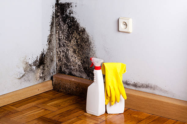 Best Attic Mold Removal  in Bloomsburg, PA