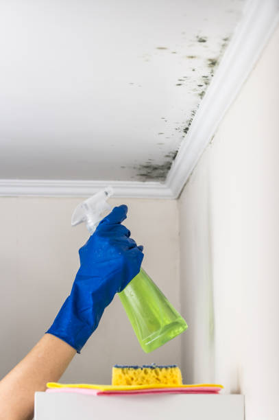 Best Mold Cleaning Services  in Bloomsburg, PA